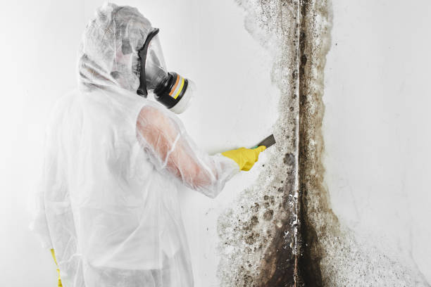 Best Toxic Mold Removal  in Innsbrook, VA