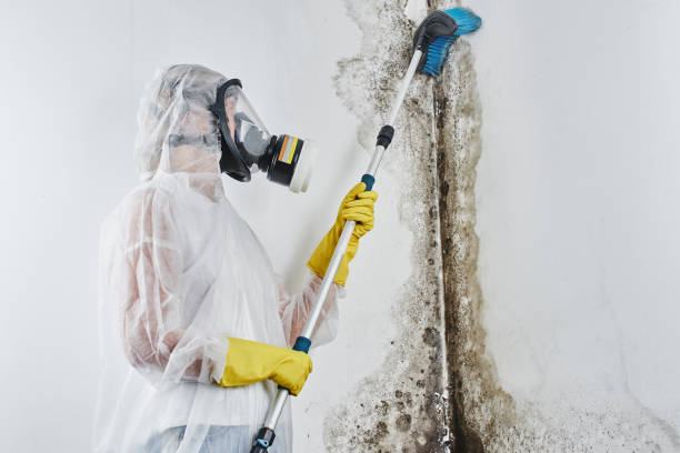 Best Toxic Mold Removal  in Innsbrook, VA