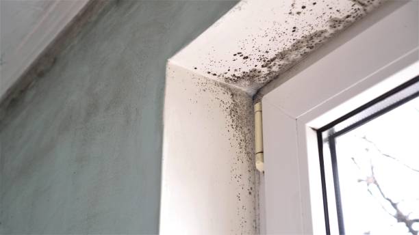 Best Office Mold Removal Services  in Innsbrook, VA