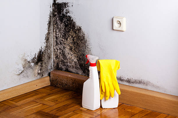 Best Local Mold Removal Service  in Innsbrook, VA