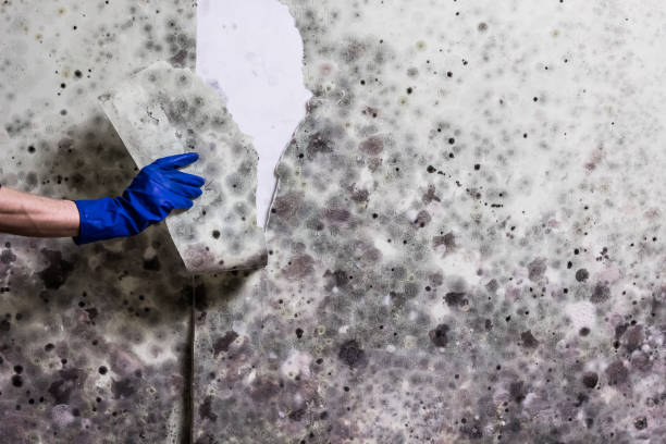 Certified Mold Removal in Innsbrook, VA