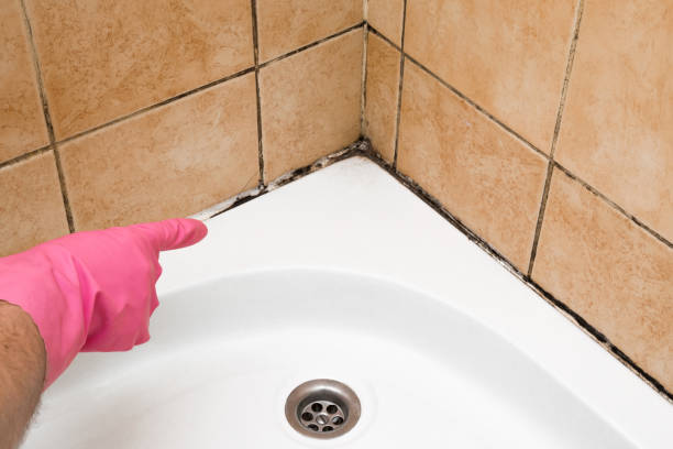 Best Home Mold Removal  in Innsbrook, VA